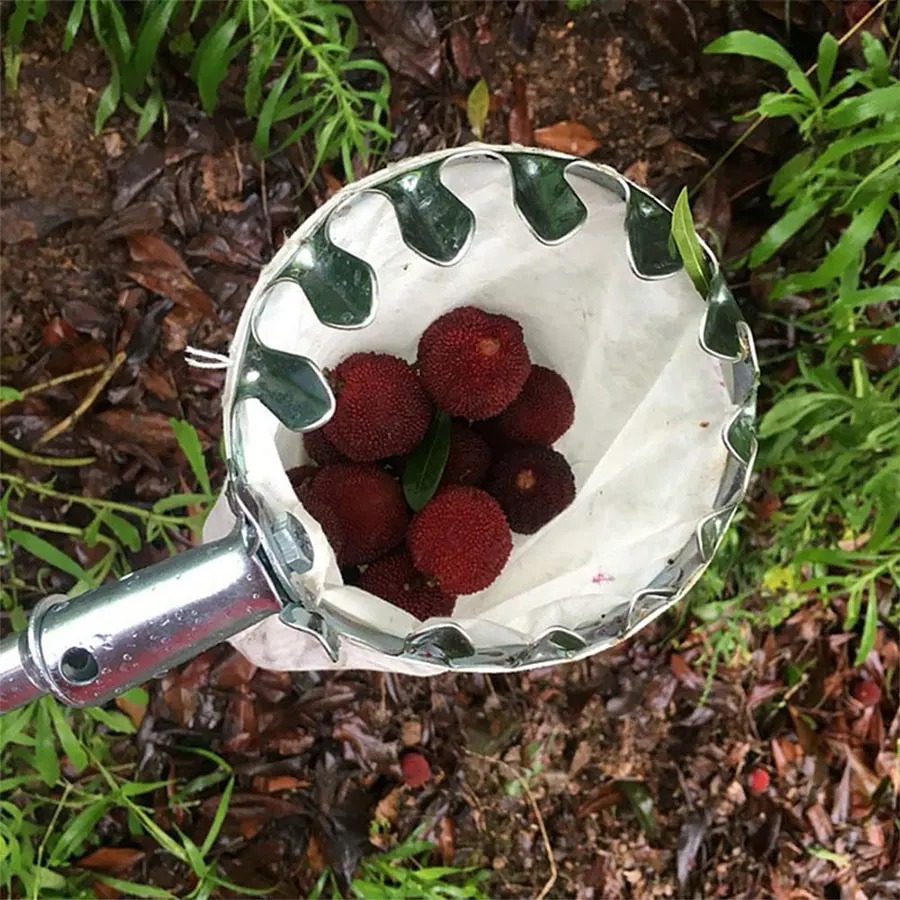3-in-1 Fruit Harvesting Tool S - Gardening Tools Equipment ulasan dan harga