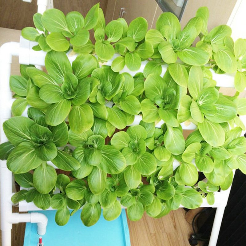 36 Cells Balcony Using Small H - Hydroponic System ulasan dan harga