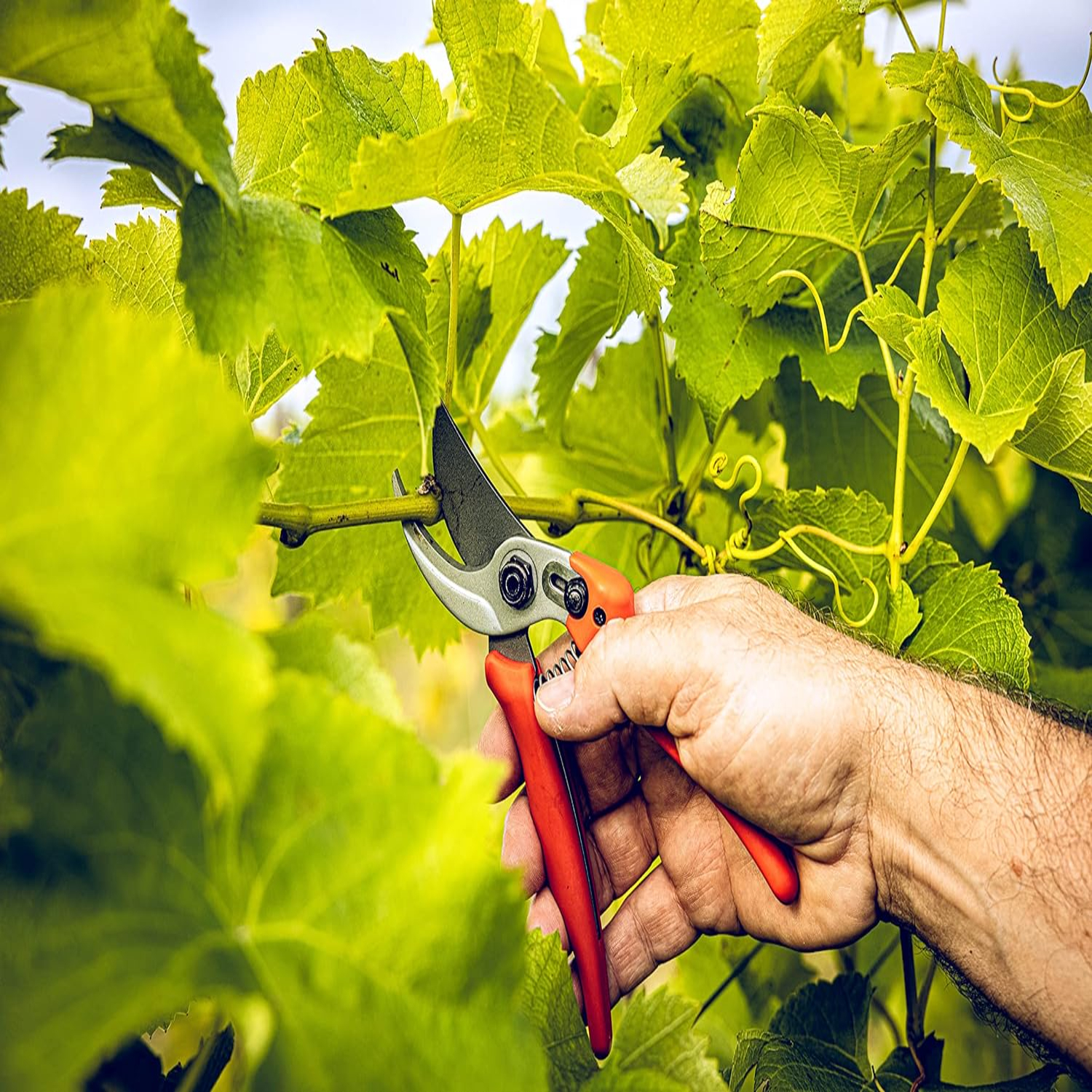 Versatile, Durable, and Precis - Gardening Tools You Must Have ulasan dan harga